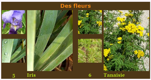 Des fleurs