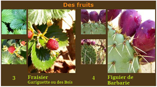 Des fruits