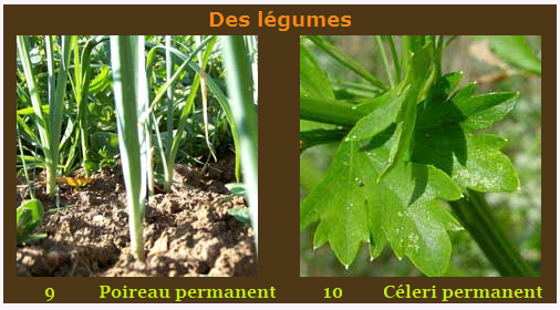 Des legumes
