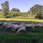 Les vignes et troupeaux au Domaine de Maillac
