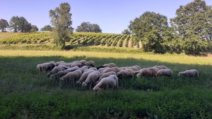 Les vignes et troupeaux au Domaine de Maillac
