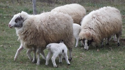 agneaux et leur mère