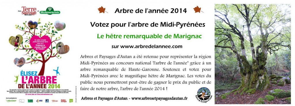 Concours de l'arbre de l'année - Soutenez l'arbre représentant Midi-Pyrénées !
