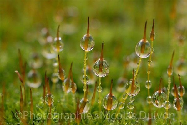 Album Goutte d'eau - Photographie N. Duivon